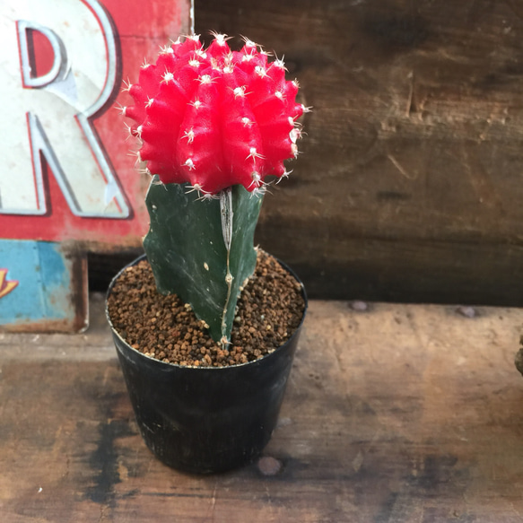 緋牡丹♡赤色♡やっと入荷♡アクセントに♡多肉植物♡サボテン