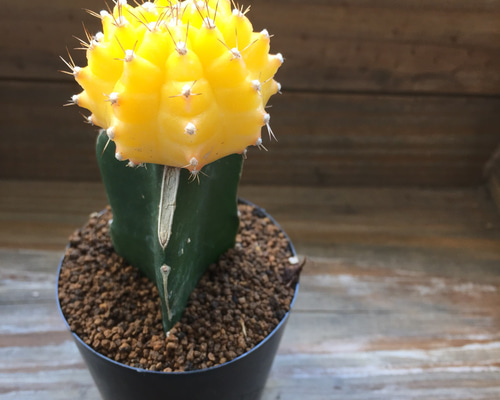 緋牡丹♡黄色♡入荷♡サボテン♡多肉植物♡ガーデニング♡インテリア