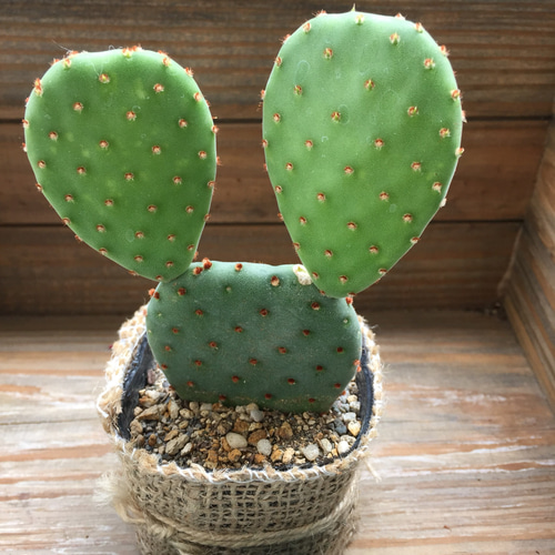 うさぎのサボテン♡ウチワサボテン♡麻布アレンジ♡多肉植物♡サボテン