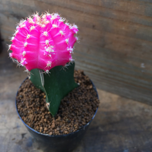 緋牡丹♡ピンク♡入荷♡多肉植物♡ガーデニング♡サボテン