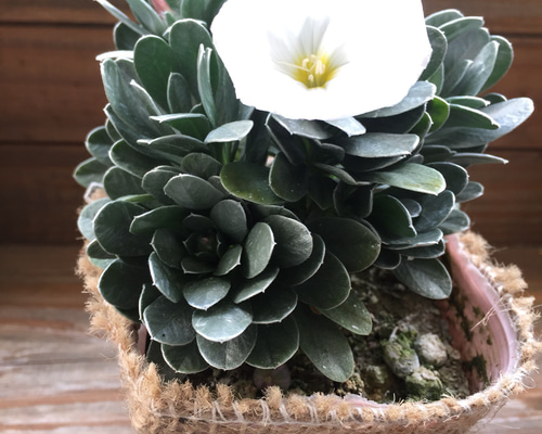 メタリック色♡プラチナリーフ♡観葉植物♡ガーデニング♡多肉植物