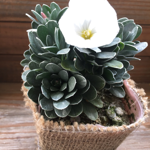 メタリック色♡プラチナリーフ♡観葉植物♡ガーデニング♡多肉