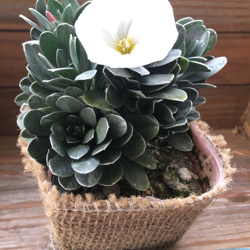 メタリック色♡プラチナリーフ♡観葉植物♡ガーデニング♡多肉植物