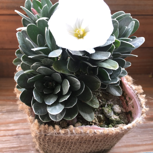 世界100枚限定！ メイプルリーフ 銀貨 カラー ミツバチ 動物と植物の自然融和 世界100枚限定！ メイプルリーフ 銀貨 カラー ミツバチ 動物と