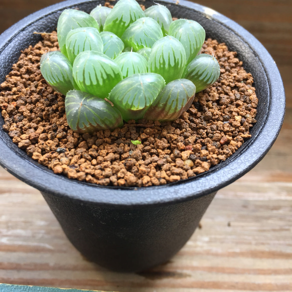 オブツーサ♡即完売♡美しい♡水晶♡多肉植物♡ハオルチア♡ 2枚目の画像