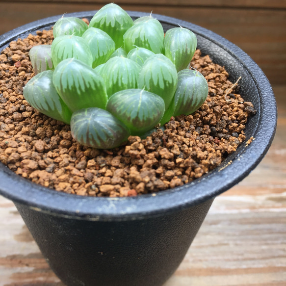 オブツーサ♡即完売♡美しい♡水晶♡多肉植物♡ハオルチア♡ 3枚目の画像