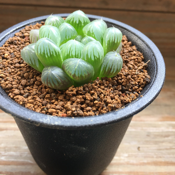 オブツーサ♡即完売♡美しい♡水晶♡多肉植物♡ハオルチア♡ 5枚目の画像