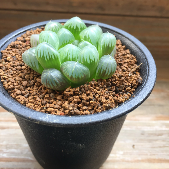 オブツーサ♡即完売♡美しい♡水晶♡多肉植物♡ハオルチア♡ 4枚目の画像