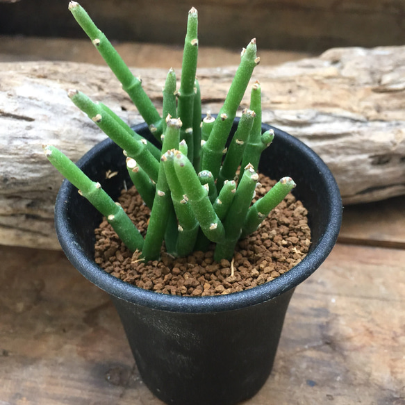 棒状の多肉植物♡サルコステマ ソコトラナム♡サボテン♡ガーデニング 1枚目の画像