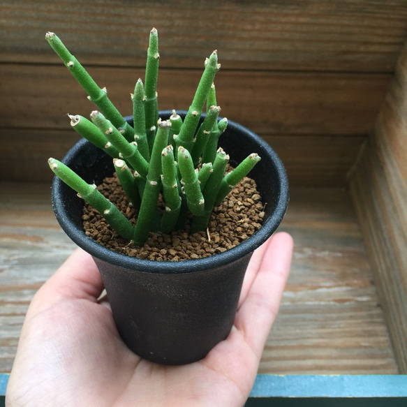 棒状の多肉植物♡サルコステマ ソコトラナム♡サボテン♡ガーデニング 3枚目の画像