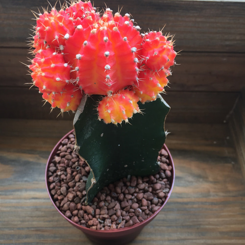 サボテン 赤鳳 セキホウ 8号 希少品 ビッグサイズ 本物 観葉植物