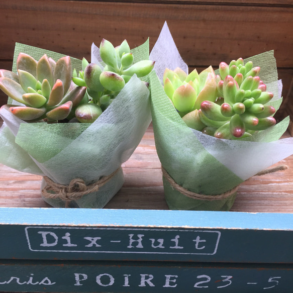 ラッピング♡寄せ植えブリキ♡多肉植物♡プレゼント♡キッチン