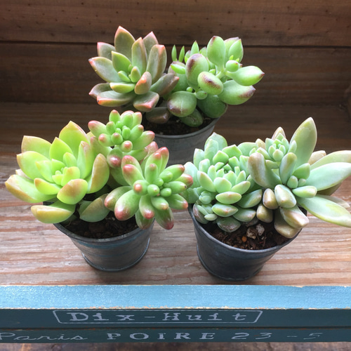ラッピング♡寄せ植えブリキ♡多肉植物♡プレゼント♡キッチン