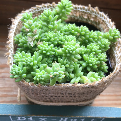 淡い色合い♡ミルキーウェイ♡セダム♡可愛い♡多肉植物♡院 アート