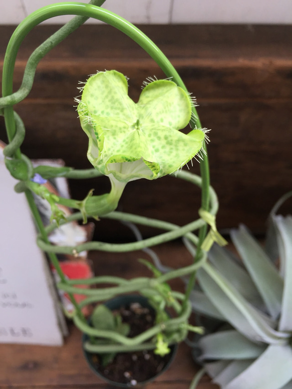 希少♡３個のみ♡パラシュートプランツ♡多肉植物♡蔓状♡インテリア 4枚目の画像