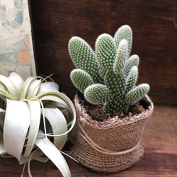 バニーカクタス♡うさぎのサボテン♡多肉植物♡育児書つき♡サボテン♡インテリア 2枚目の画像