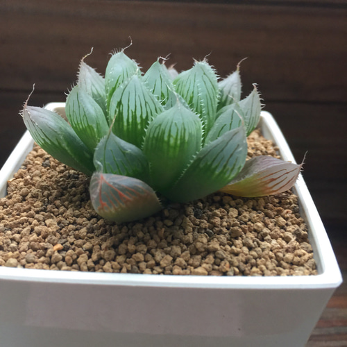 n*i様 多肉植物　ハオルチア　ブルーレンズオブツーサ錦　糊斑　超美品 Amazon｜多肉植物 観葉植物 ハオルチア ハオルシア ブルーレンズ