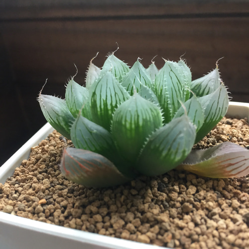 【激安】オブツーサ ブルーレンズ　大株・小粒　鉢付き植えたまま　極上品　高級 激安】オブツーサ ブルーレンズ 大株・小粒 鉢付き植えたまま