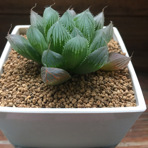 美しい♡1個のみ♡ブルーレンズ♡ハオルチアハオルチアオブツーサ