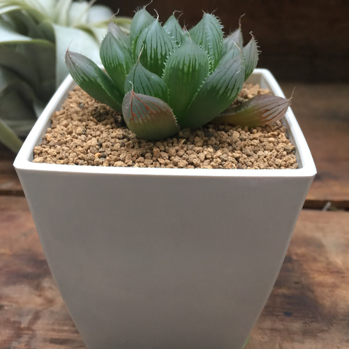 【激安】オブツーサ ブルーレンズ　大株・小粒　鉢付き植えたまま　極上品　高級 ハオルチア ブルーレンズ 10cm鉢 苗 園芸 ガーデニング 通販