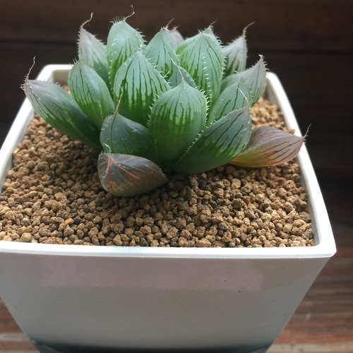 【激安】オブツーサ ブルーレンズ　大株・小粒　鉢付き植えたまま　極上品　高級 ひろこさん専用】ブルーレンズオブツーサの通販 by hobby