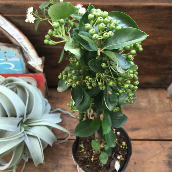 チョコレートベリー♡大株の木♡可愛い実♡ガーデニング♡多肉植物♡観葉植物 2枚目の画像