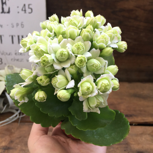ポットごと♡豪華な多肉植物♡大人気♡白色♡カランコエ