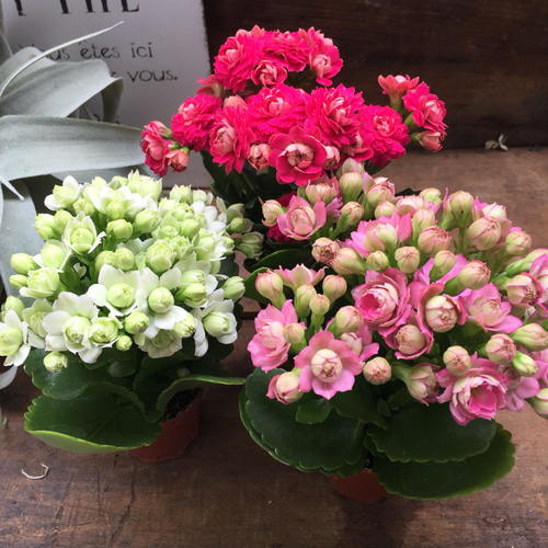 カランコエ 小型 植物 ピンクの花 大人気♡八重咲き♡ピンク♡ミニサイズ♡手のひら♡カランコエ♡多肉