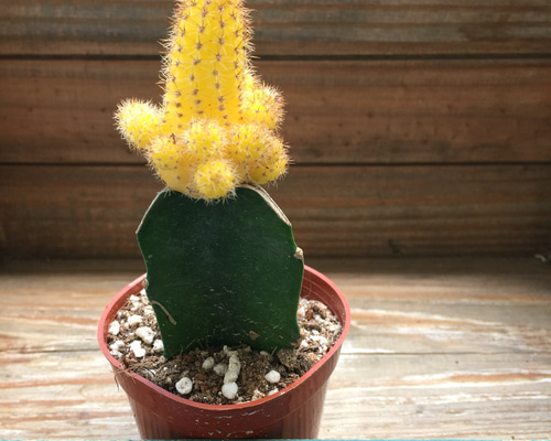 宇宙サボテン♡黄色♡インテリア♡おしゃれ♡摩訶不思議♡多肉植物