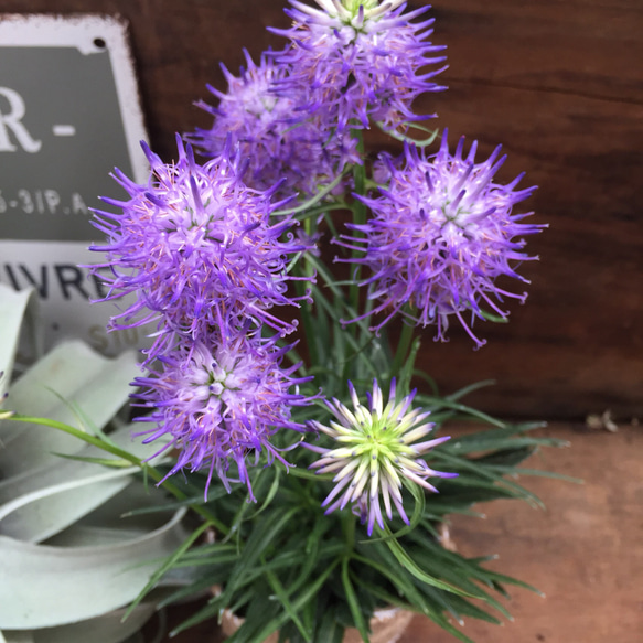 宿根草♡ユニークな花♡タマシャジン♡ガーデニング♡多肉植物♡観葉植物♡ 3枚目の画像