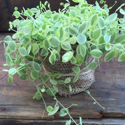 やっと入荷♡真亜子♡ペペロミア♡斑入り♡観葉植物♡インテリア