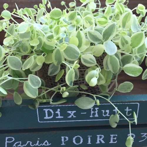 やっと入荷♡真亜子♡ペペロミア♡斑入り♡観葉植物♡インテリア