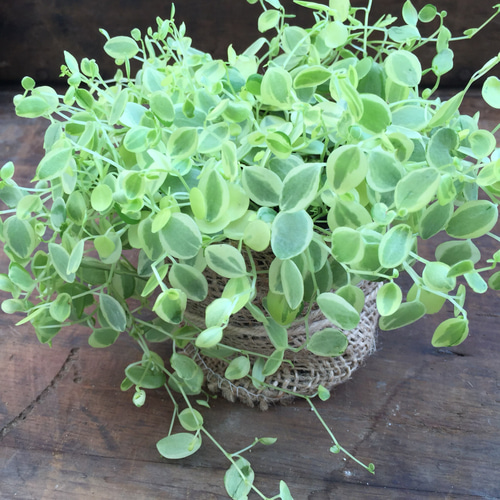 やっと入荷♡真亜子♡ペペロミア♡斑入り♡観葉植物♡インテリア