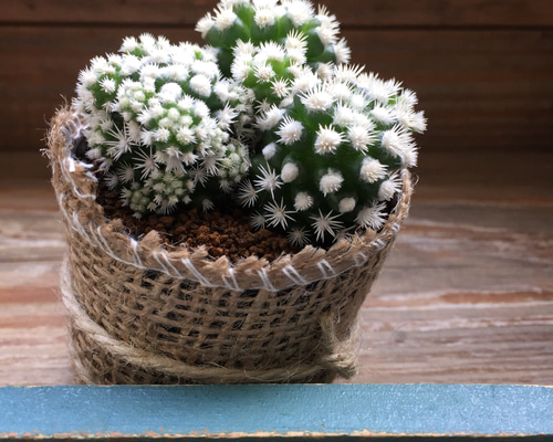 のほほん族　花　雪の結晶　ホワイト　セット　レア 銀座 あけぼの］二十四節花36入袋 - 東武の食品 - 【公式】東武