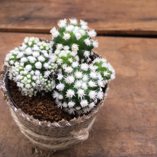 のほほん族　花　雪の結晶　ホワイト　セット　レア imgrc0093753929.jpg