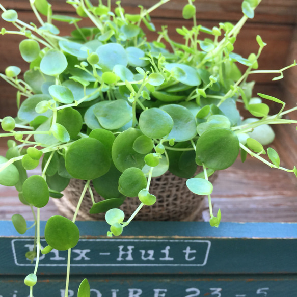 麻布アレンジ♡ジェミニ♡ペペロミア♡観葉植物♡多肉植物♡ガーデニング 1枚目の画像