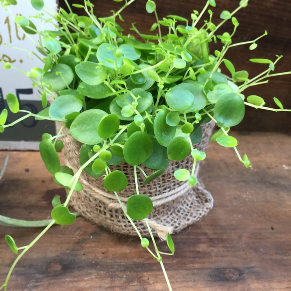 麻布アレンジ♡ジェミニ♡ペペロミア♡観葉植物♡多肉植物♡ガーデニング 2枚目の画像