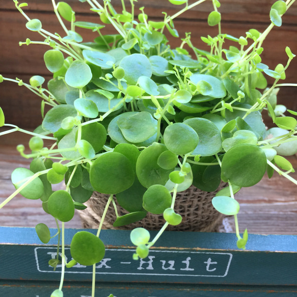 麻布アレンジ♡ジェミニ♡ペペロミア♡観葉植物♡多肉植物♡ガーデニング 4枚目の画像