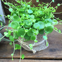 麻布アレンジ♡ジェミニ♡ペペロミア♡観葉植物♡多肉植物♡ガーデニング 5枚目の画像