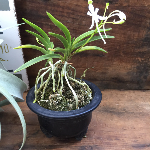 風蘭♡フウラン♡涼しげ♡ガーデニング♡観葉植物♡インテリア 