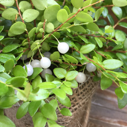 真珠の実♡真珠コケモモ♡希少♡観葉植物♡インテリア♡多肉植物 3枚目の画像