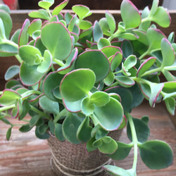 越中ミセバヤ １ 抜き苗 多肉植物 越中ミセバヤ 抜き苗 5本 - メルカリ