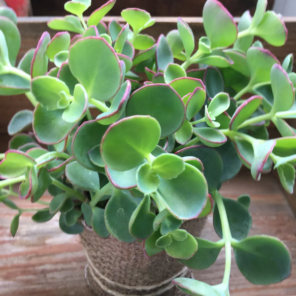 越中ミセバヤ カット苗 多肉植物 越中ミセバヤ カット苗 多肉植物