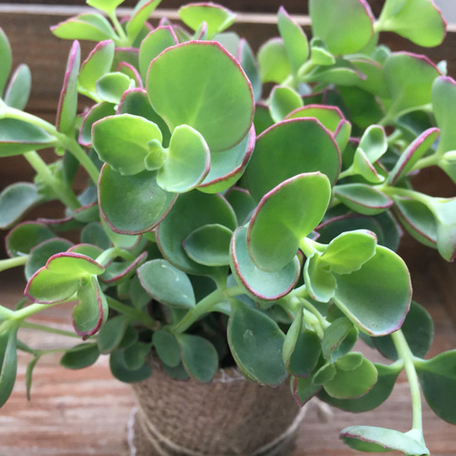 ピンクの縁取り♡越中ミセバヤ♡多肉植物♡ガーデニング