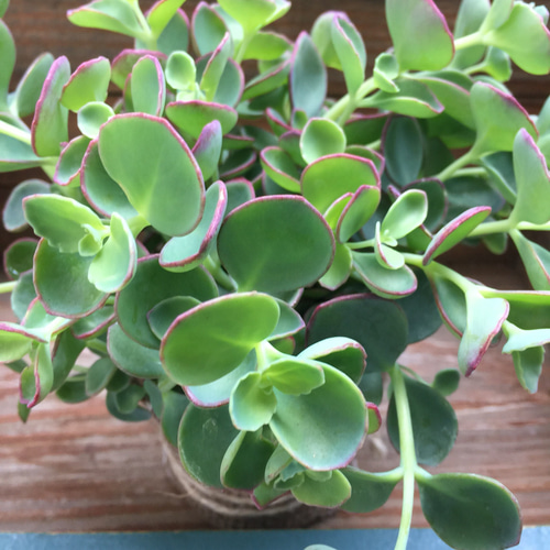 ピンクの縁取り♡越中ミセバヤ♡多肉植物♡ガーデニング♡インテリア