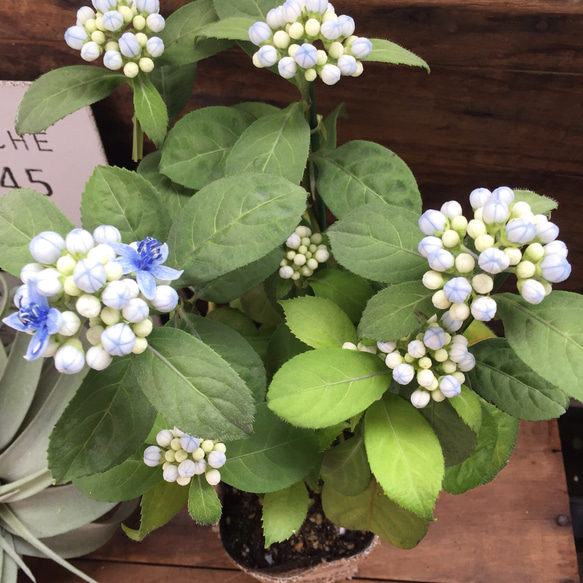 碧の瞳♡常緑アジサイ♡観葉植物♡インテリア♡多肉植物♡ガーデニング 1枚目の画像