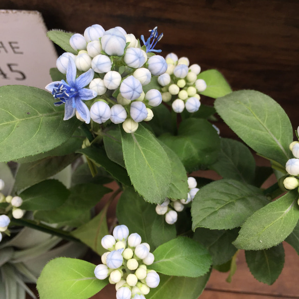 碧の瞳♡常緑アジサイ♡観葉植物♡インテリア♡多肉植物♡ガーデニング 2枚目の画像