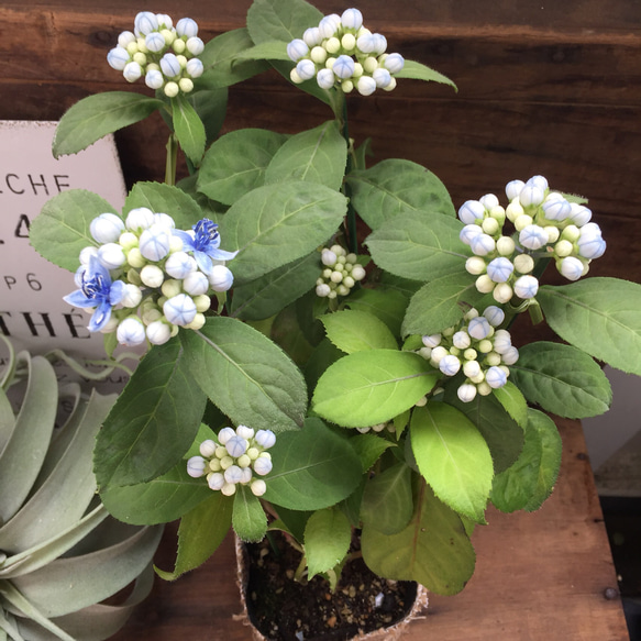 碧の瞳♡常緑アジサイ♡観葉植物♡インテリア♡多肉植物♡ガーデニング 3枚目の画像