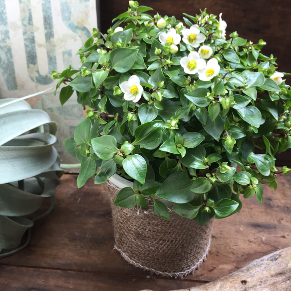 ドーム型♡白色♡エキザカムロココ♡観葉植物♡いっぱいの花♡ガーデニング♡強い 1枚目の画像