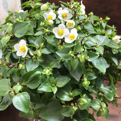 ドーム型♡白色♡エキザカムロココ♡観葉植物♡いっぱいの花♡ガーデニング♡強い 4枚目の画像